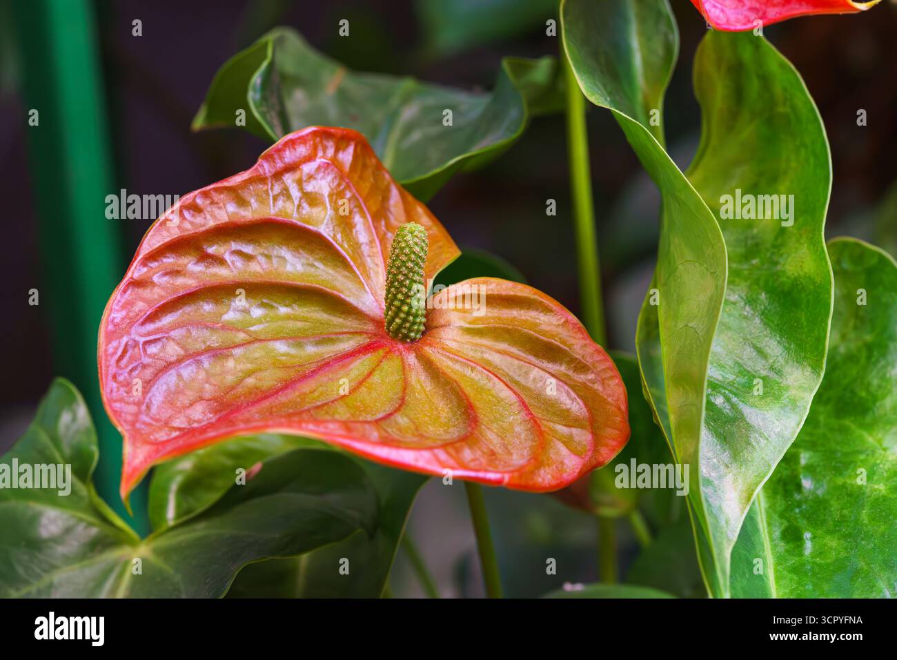 Anthurium andreanum hi-res stock photography and images - Page 4 - Alamy