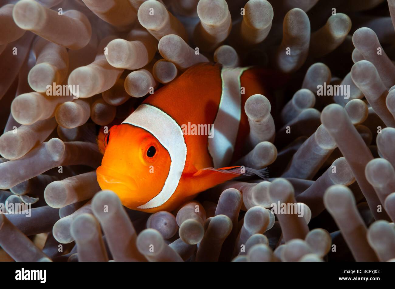 Clown anemonefish, common clownfish, Amphiprion ocellaris, in Anemone, Tulamben, Bali, Indonesia Stock Photo
