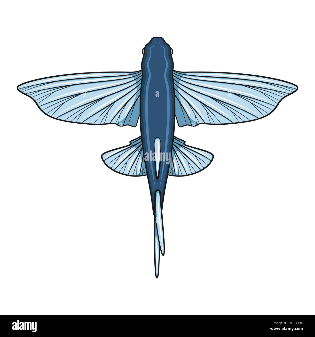 Color illustration with flying fish. Isolated vector object on white background. Stock Vector