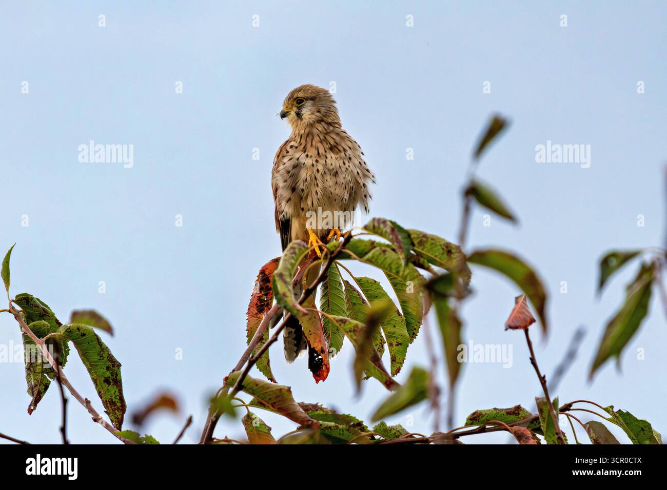 Turmfalke Stock Photo