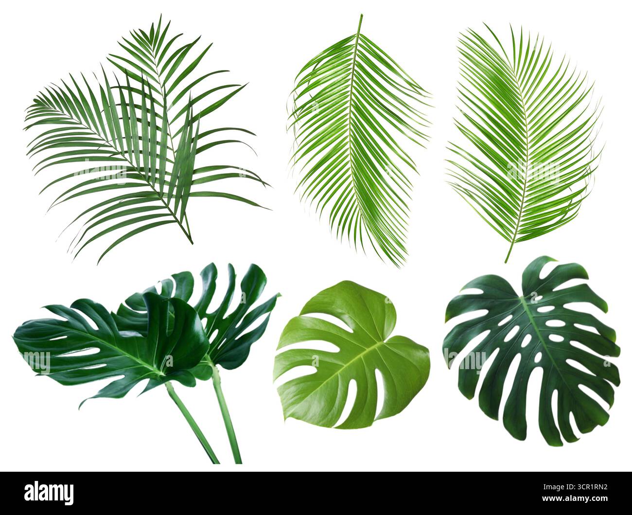 Green leaves of tropical plants isolated on white, set. Bright foliage of palm tree and monstera Stock Photo