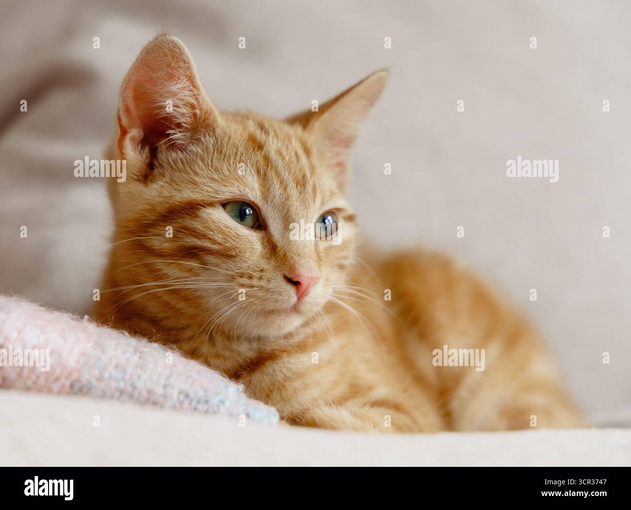 Ginger orange kitten resting Stock Photo