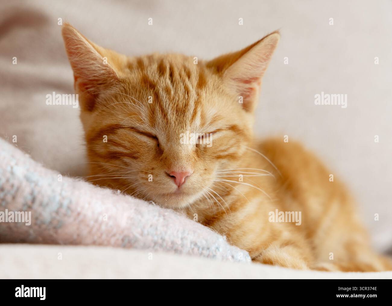 Ginger orange kitten sleeping Stock Photo