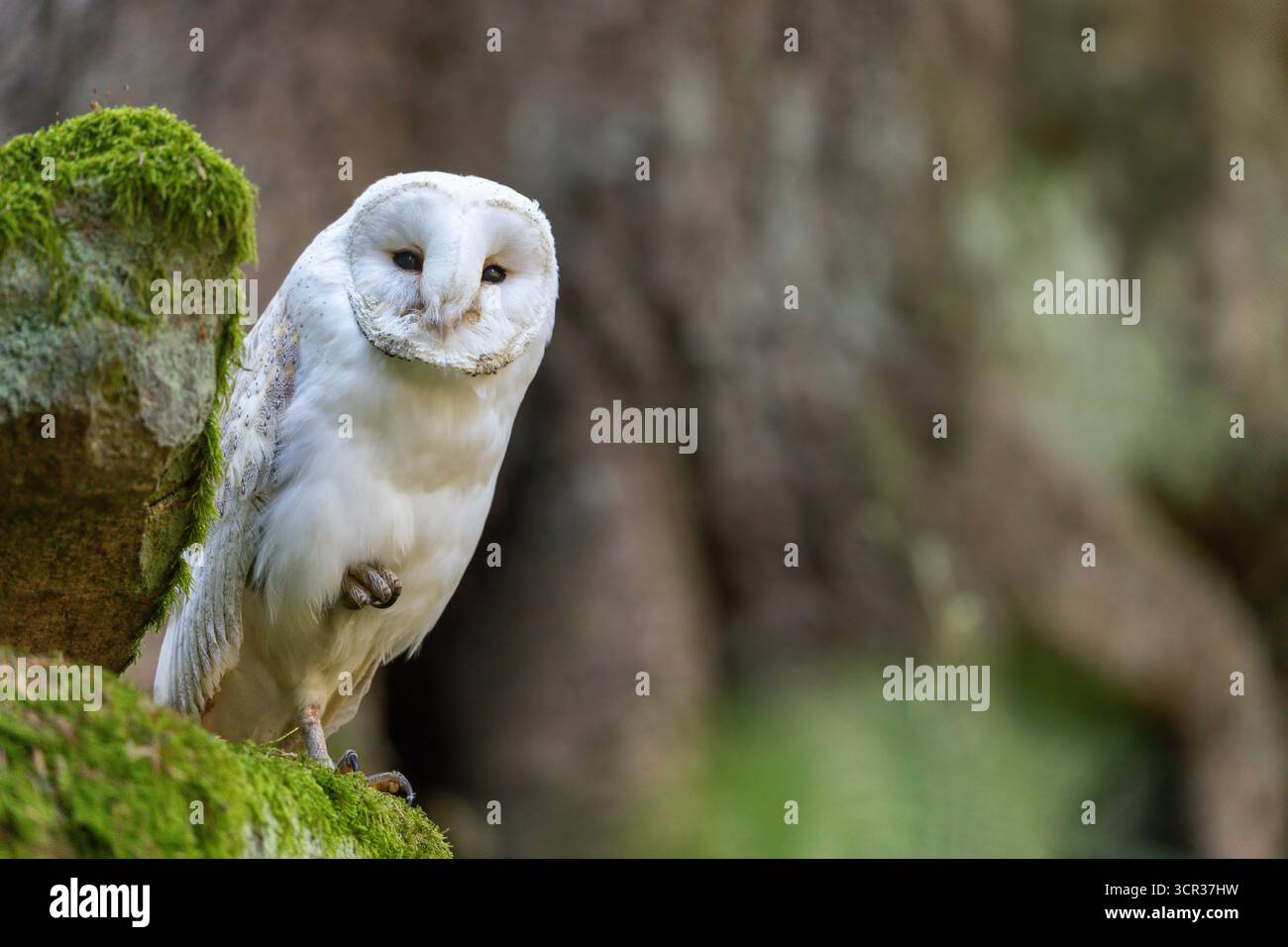 White Barn owl is posing in the forest. Horizontally. Stock Photo