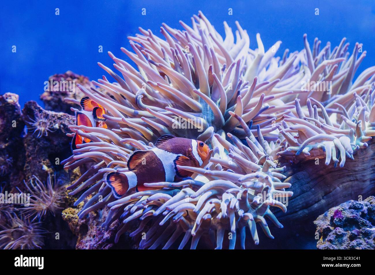 Heteractis magnifica and Clownfishes or Amphiprion ocellaris in aquarium Stock Photo