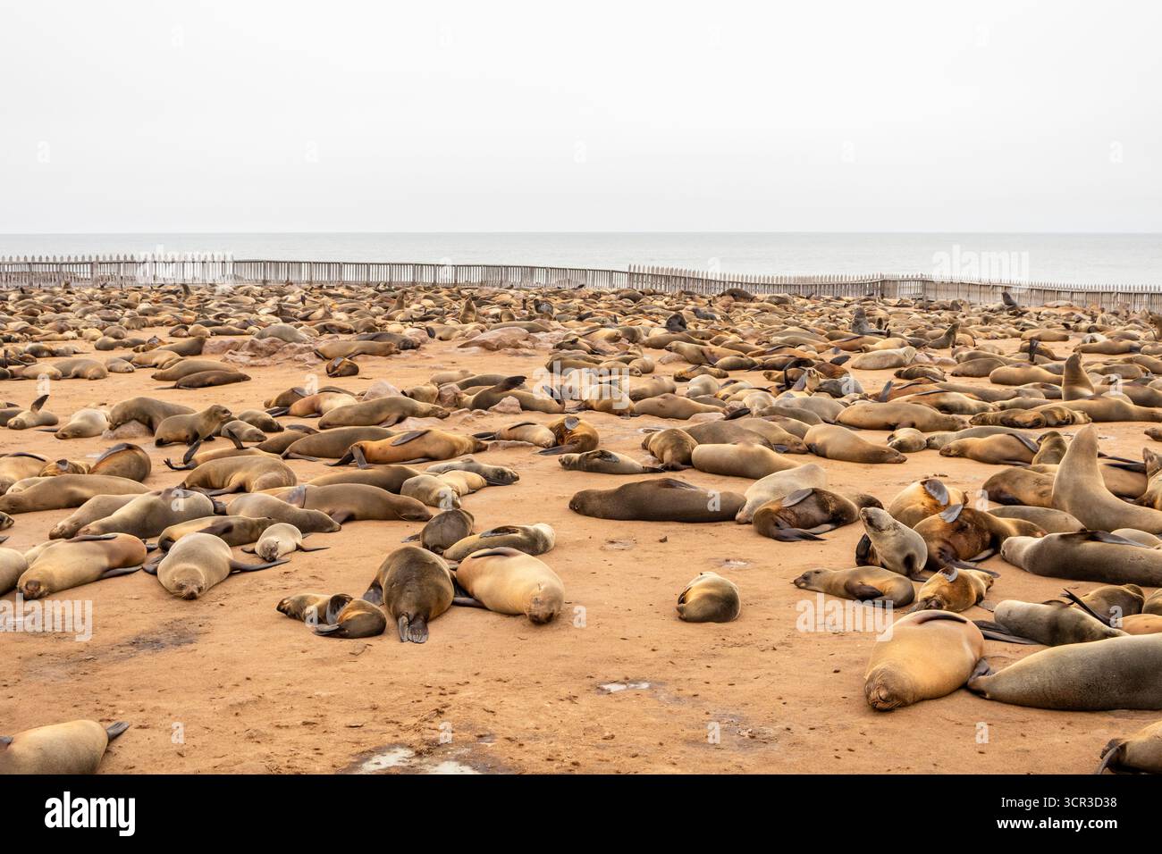 Cape fur seals resting on the sandy beach at Cape Cross Nature Reserve, Namibia. Stock Photo