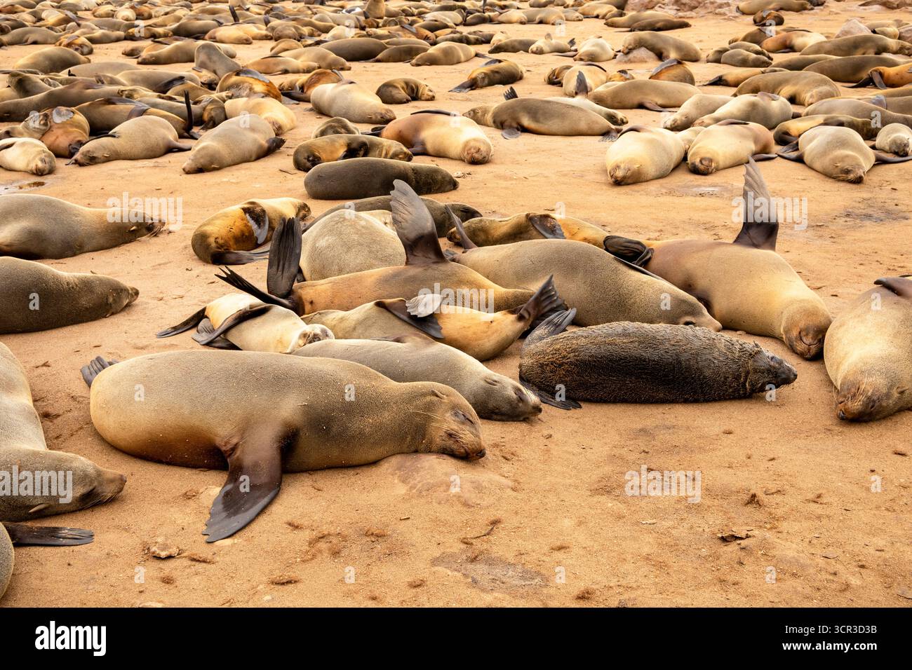 Cape fur seals resting on the sandy beach at Cape Cross Nature Reserve, Namibia. Stock Photo