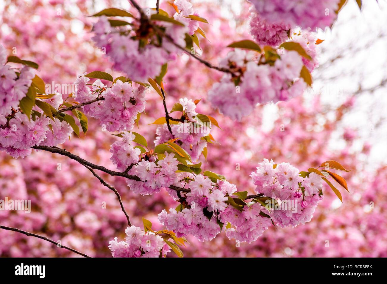 cherry blossom spring. sakura tree in pink flowers. beautiful nature background against blurred garden. romantic scene with blooming branch on a sunny Stock Photo