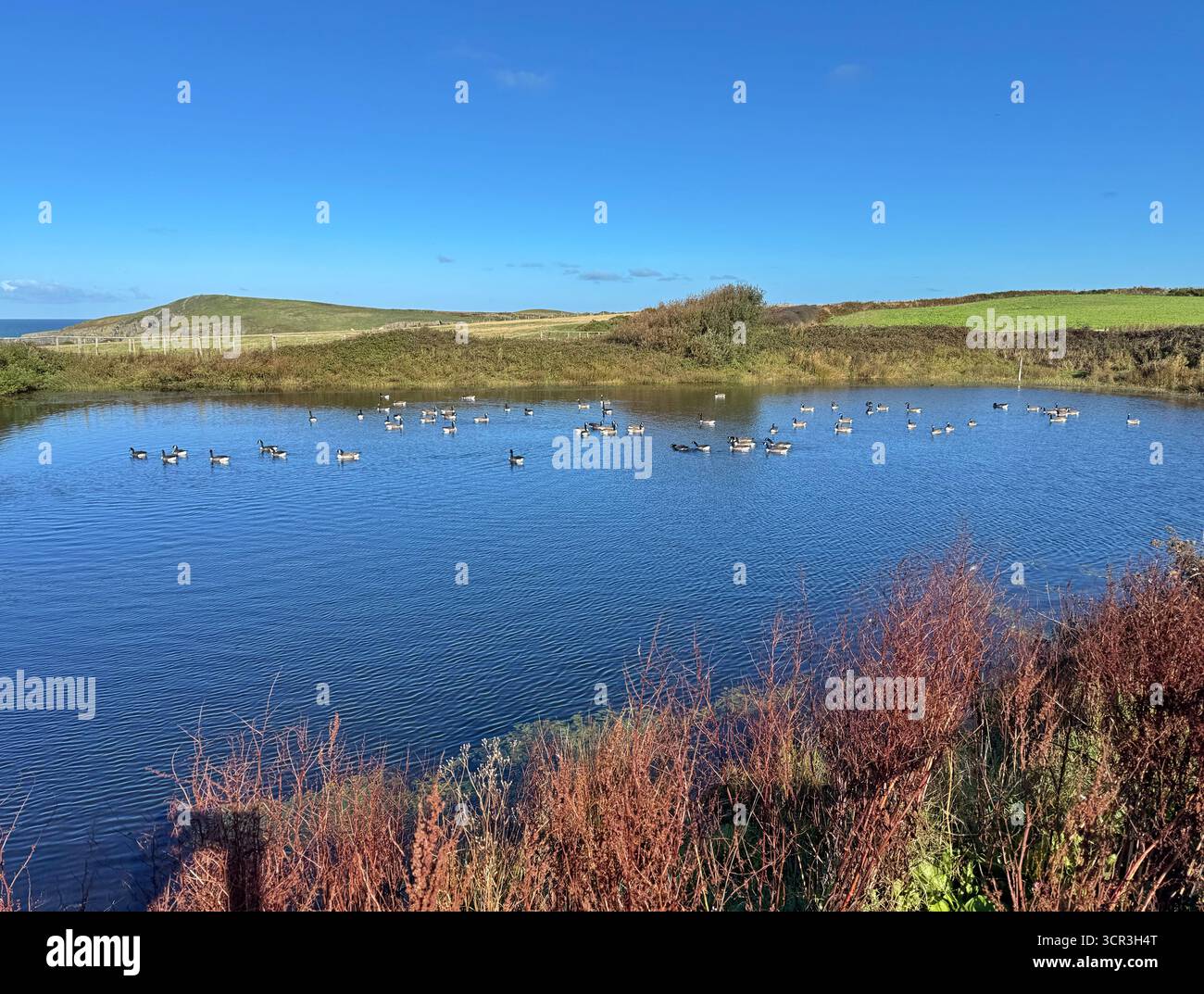 Canada Geese (Branta canadensis) on a pond at Cardigan coast farm park, Gwbert, Ceredigion, Wales. - Smartphone Captured Stock Image