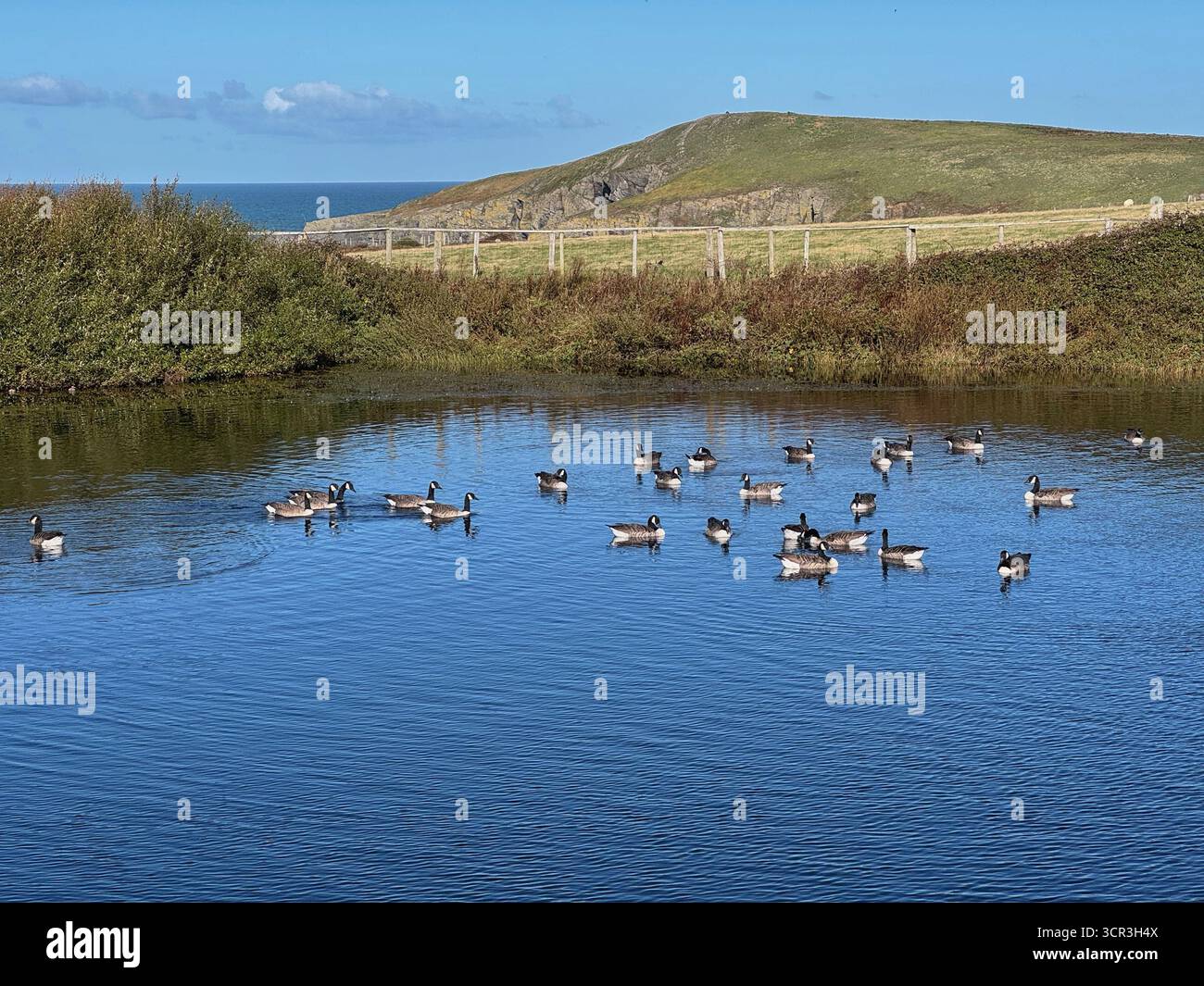 Canada Geese (Branta canadensis) on a pond at Cardigan coast farm park, Gwbert, Ceredigion, Wales. - Smartphone Captured Stock Image