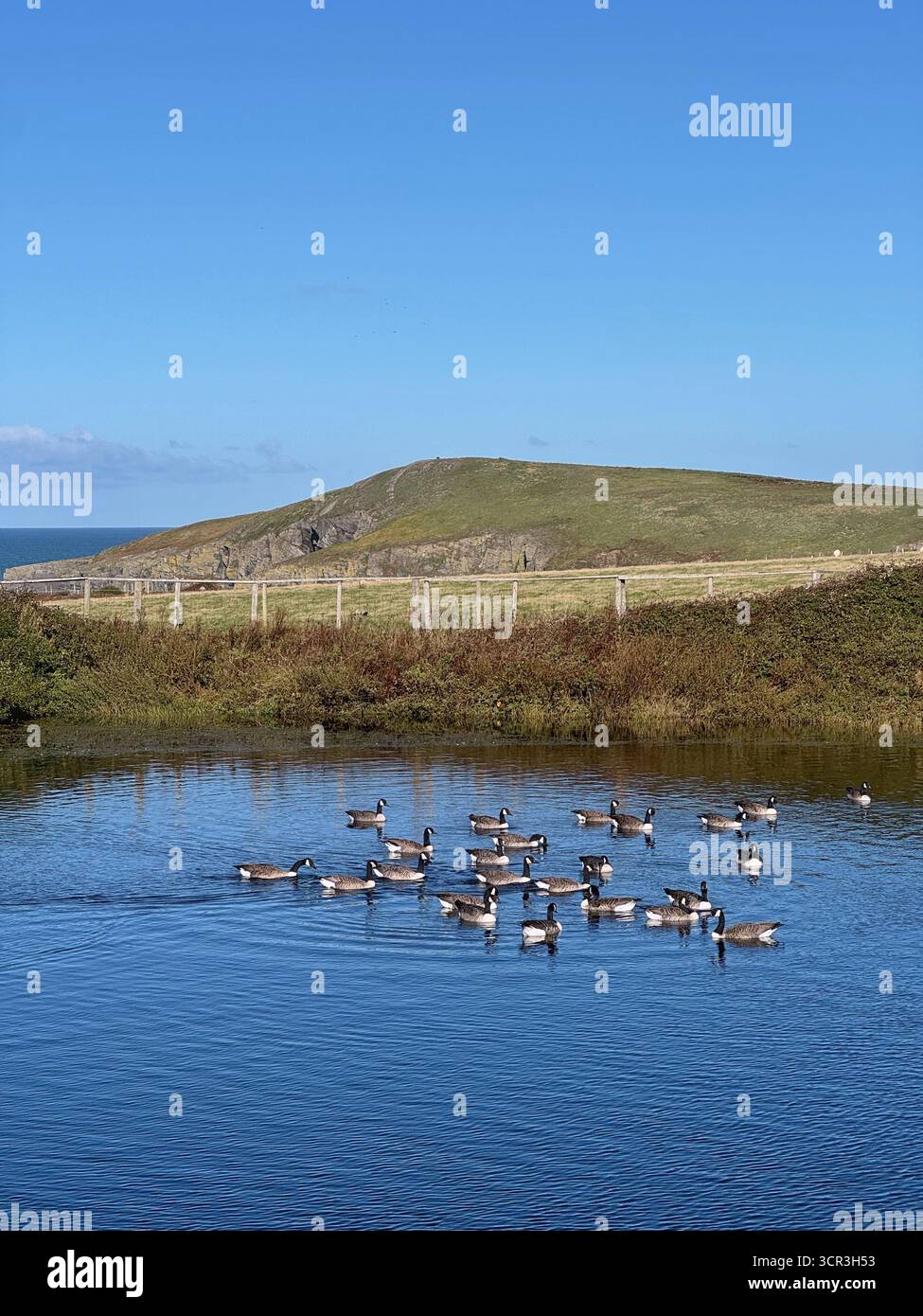 Canada Geese (Branta canadensis) on a pond at Cardigan coast farm park, Gwbert, Ceredigion, Wales. - Smartphone Captured Stock Image
