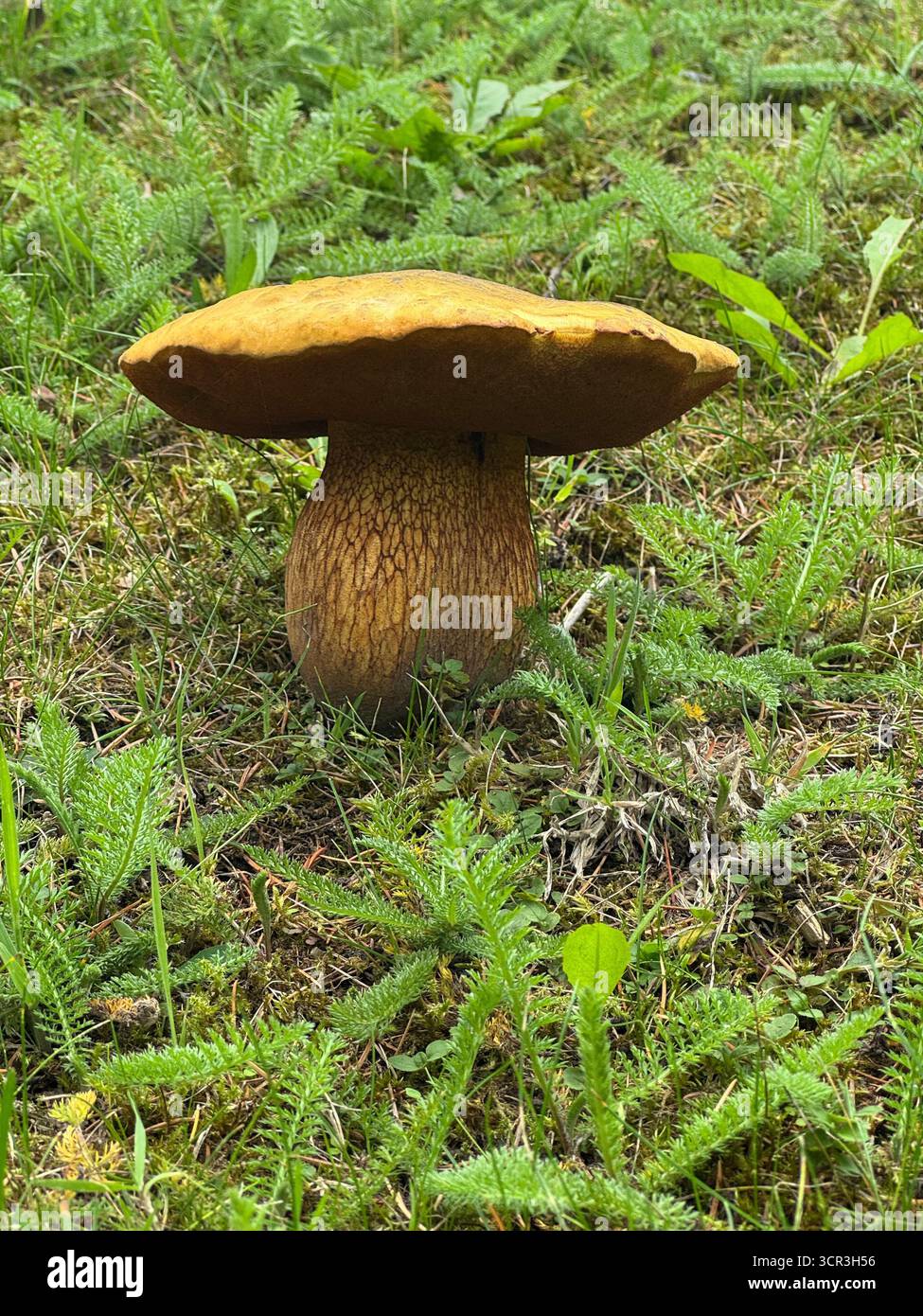 Boletus mushroom (identification unsure). - Smartphone Captured Stock Image