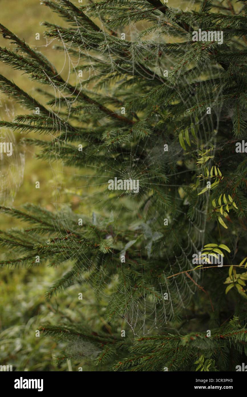 Spiderweb in front of a spruce tree. Stock Photo