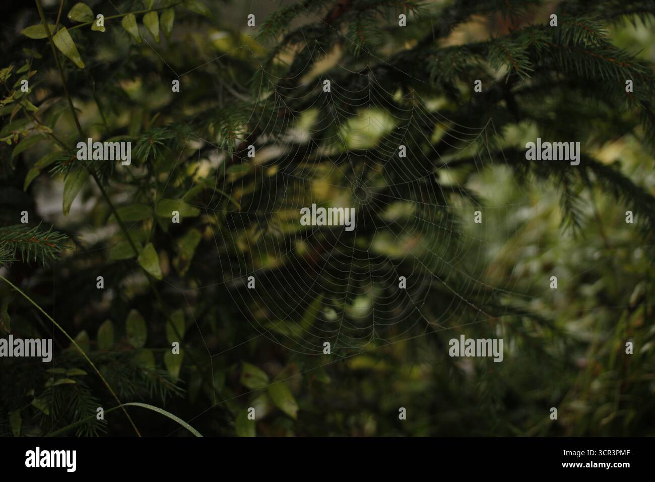 Spiderweb in front of a spruce tree. Stock Photo