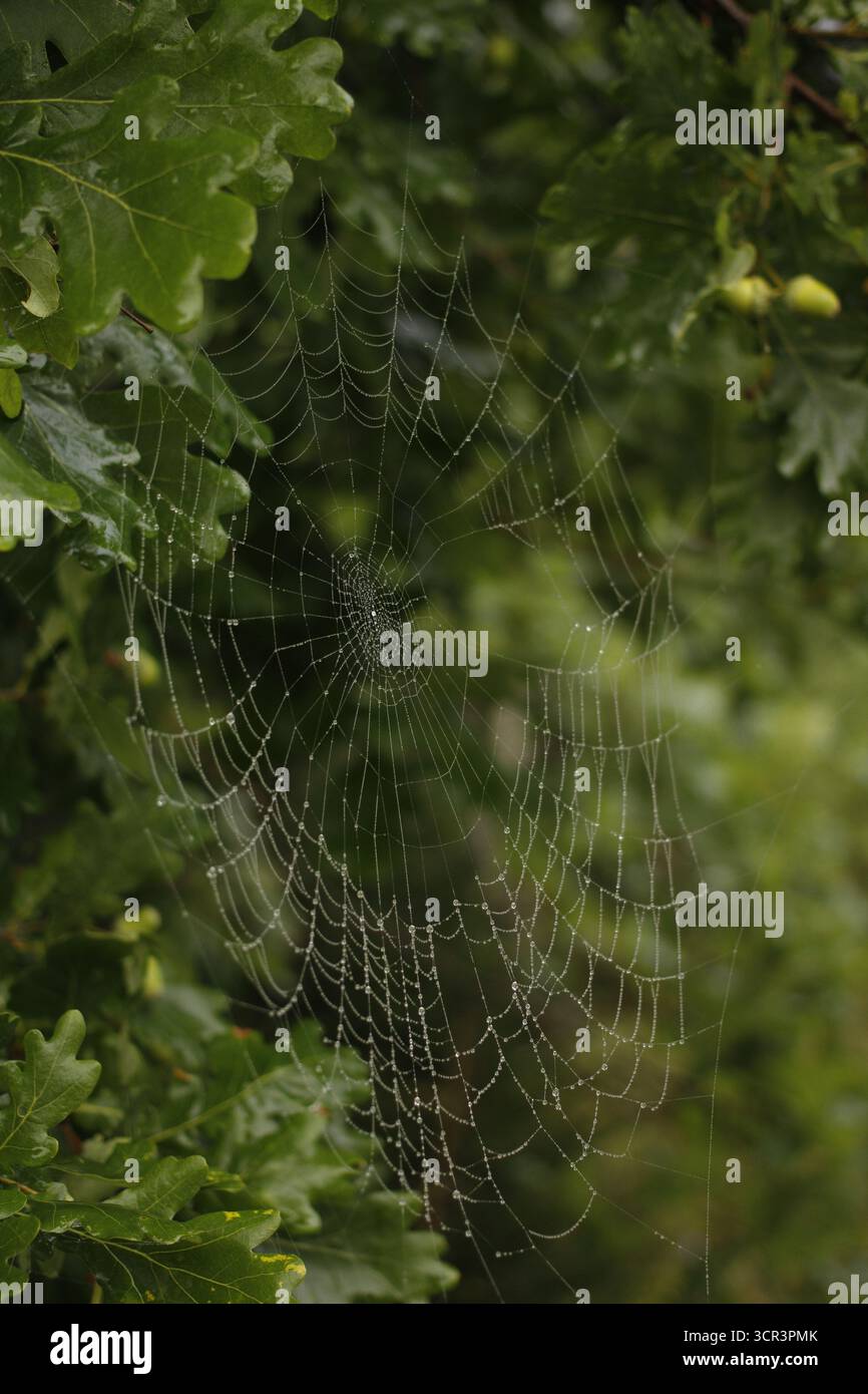 Spiderweb on an oak tree. Stock Photo