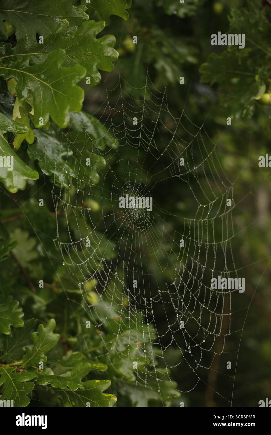 Spiderweb on an oak tree. Stock Photo