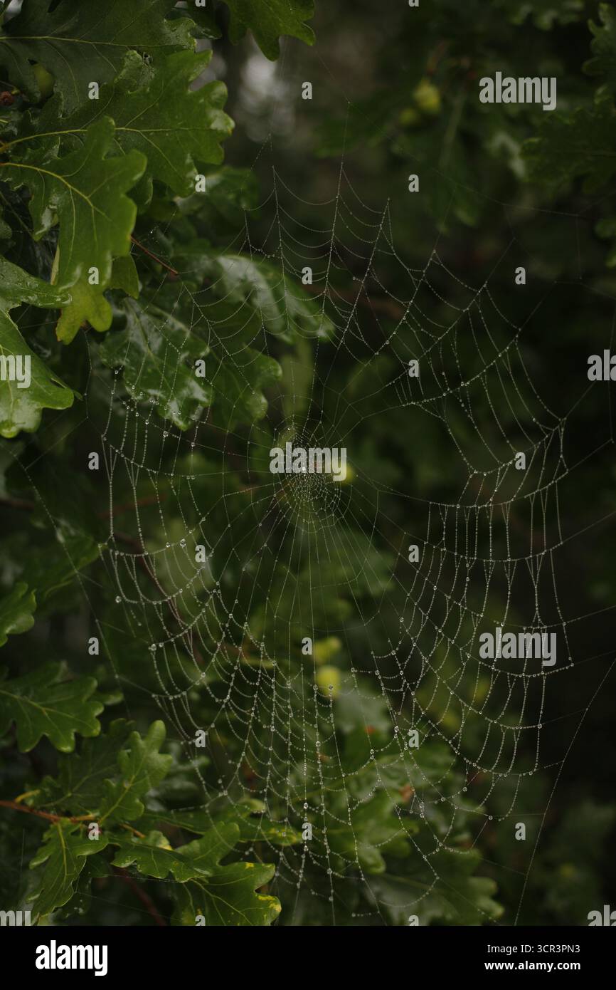 Spiderweb on an oak tree. Stock Photo
