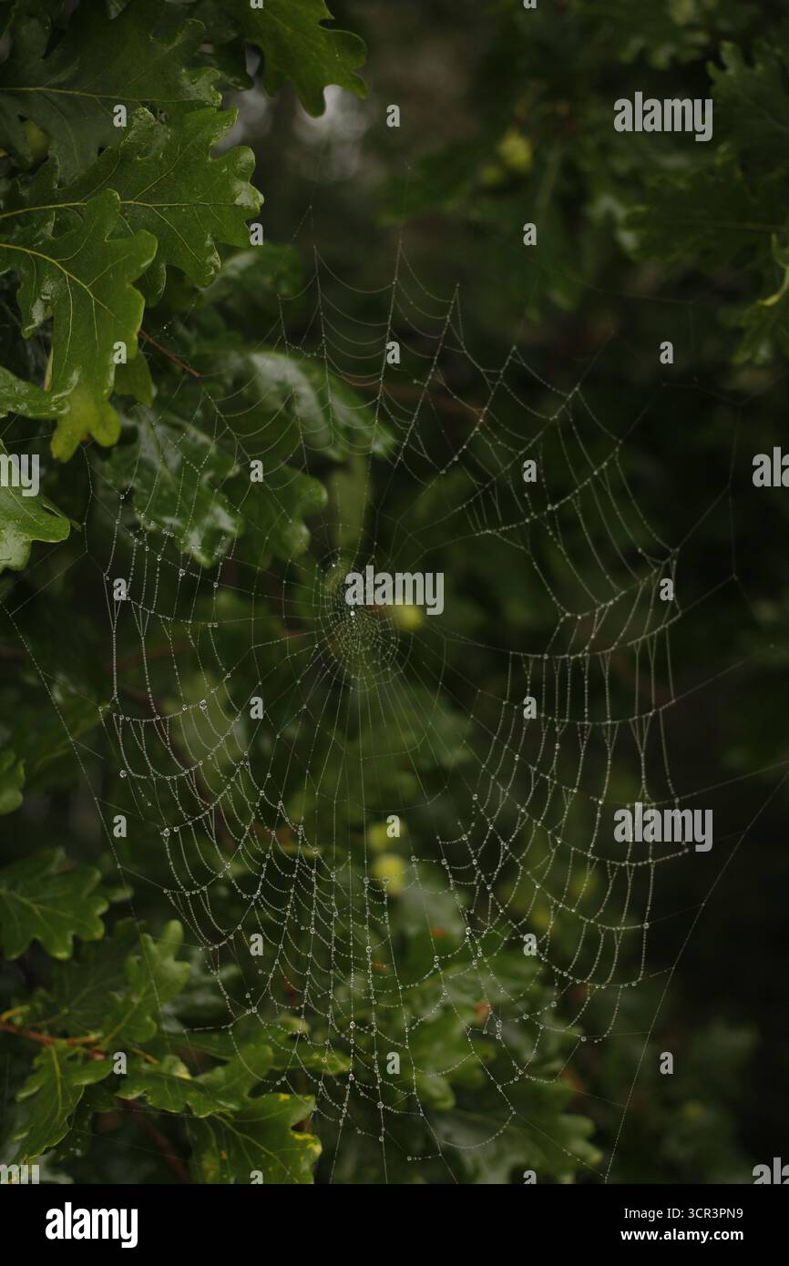 Spiderweb on an oak tree. Stock Photo