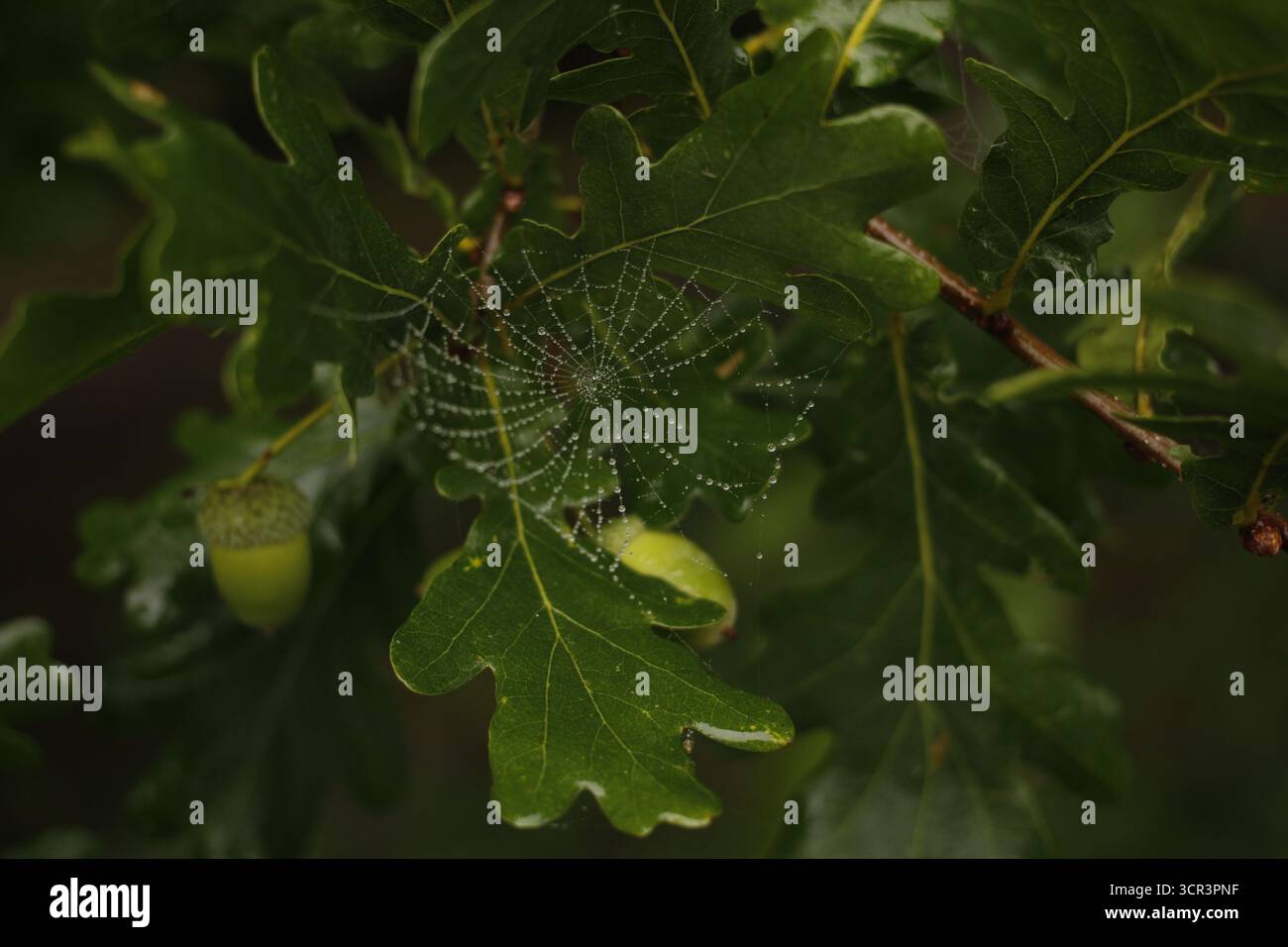 Spiderweb on an oak tree. Stock Photo