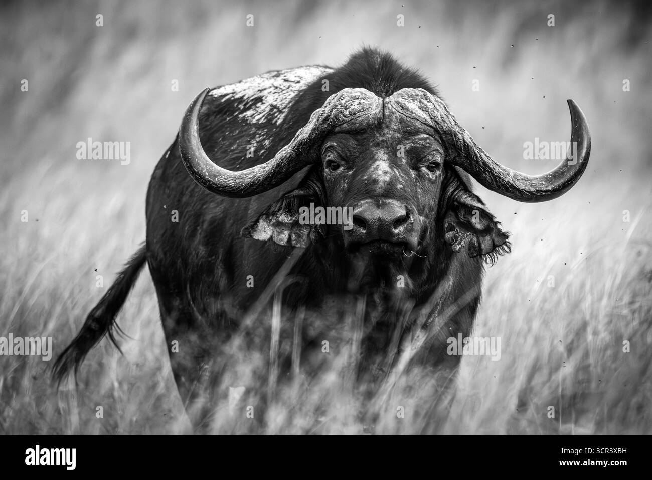 African buffalo (Syncerus caffer) is seen in South Africa on September ...