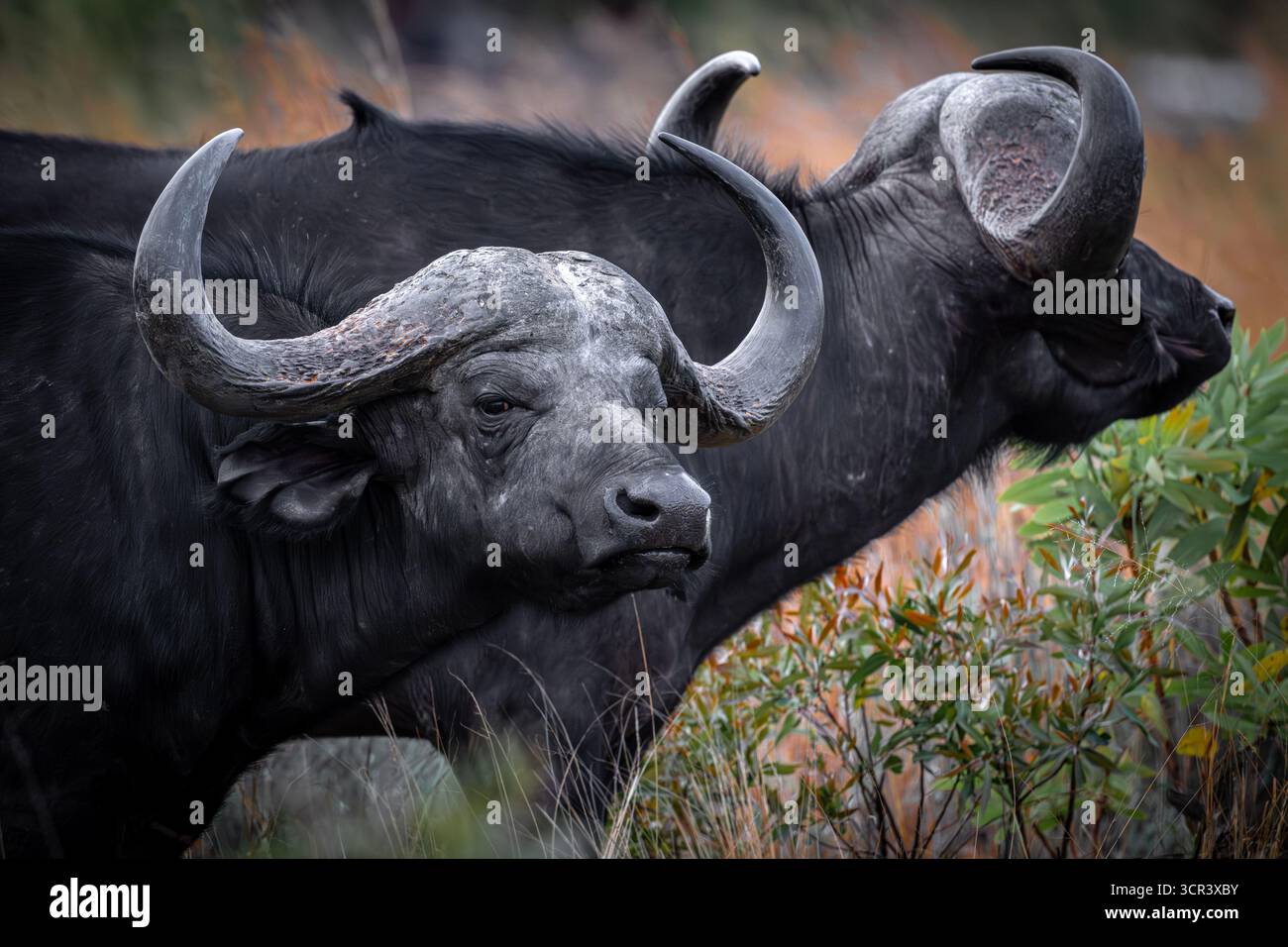 African buffalo (Syncerus caffer) is seen in South Africa on September ...