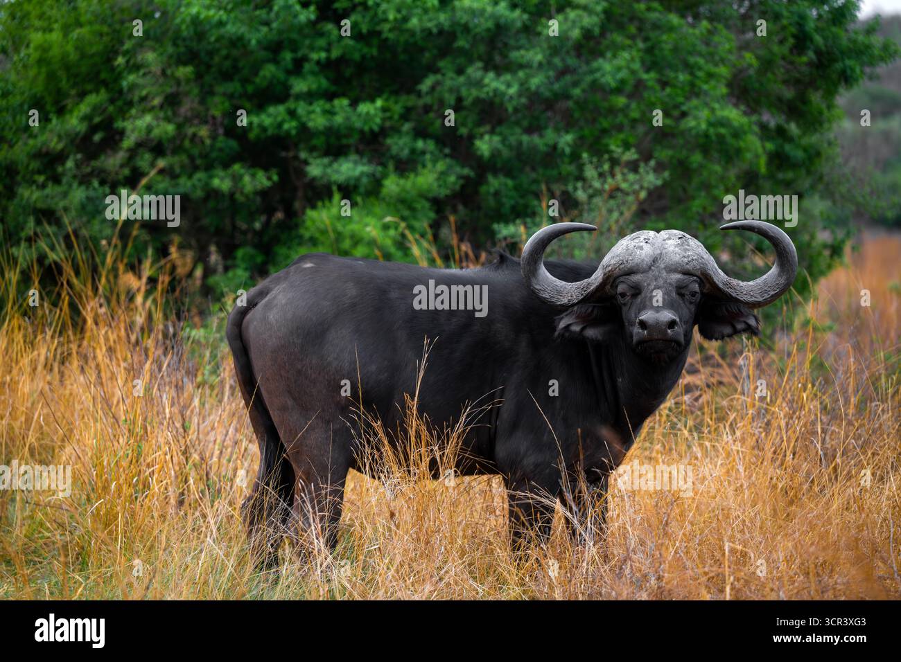 African buffalo (Syncerus caffer) is seen in South Africa on September ...