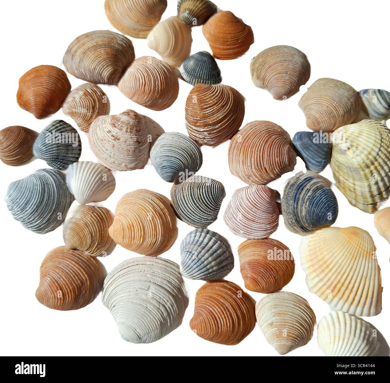Seashells isolated on white background Stock Photo