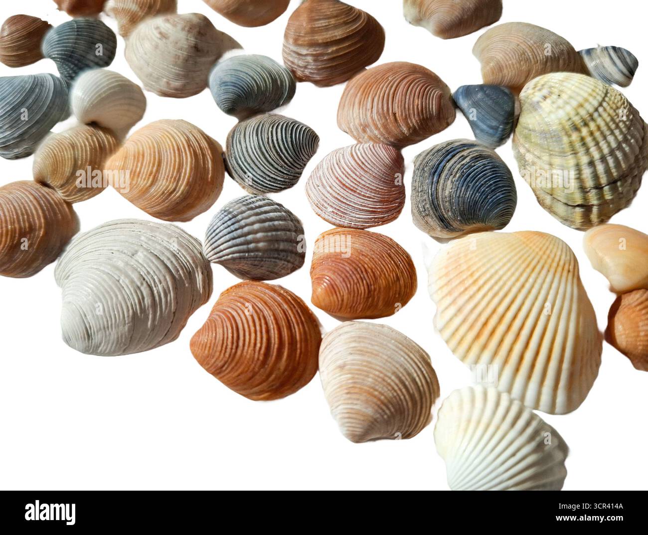 Seashells isolated on white background Stock Photo