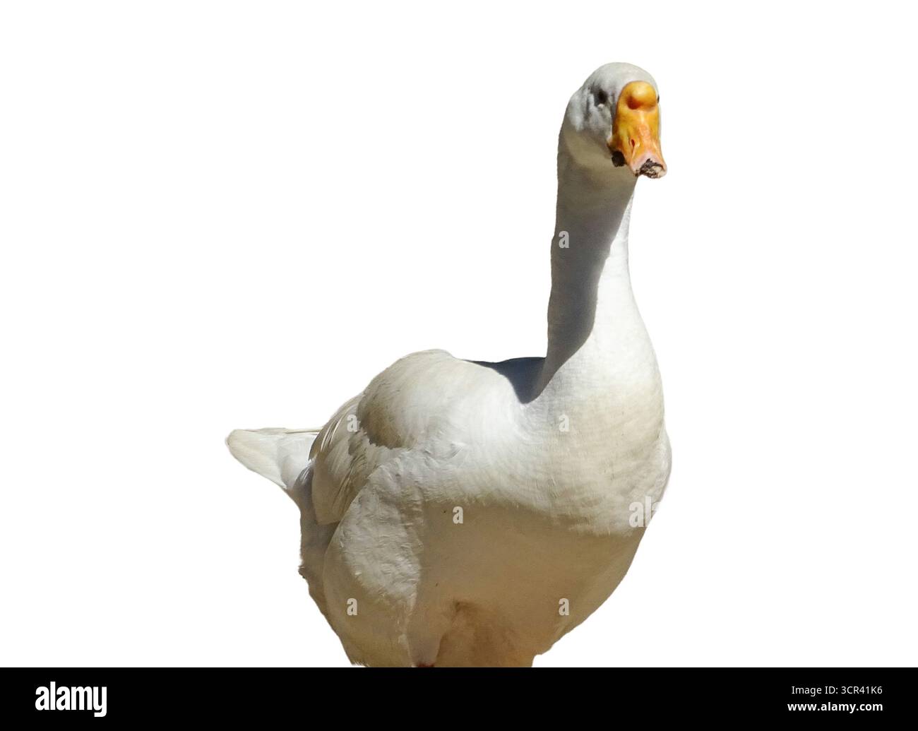 White goose isolated on white background Stock Photo