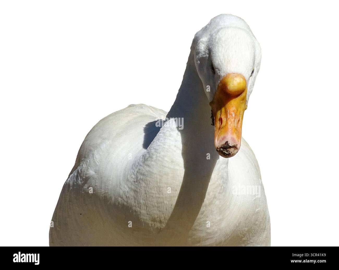 White goose isolated on white background Stock Photo