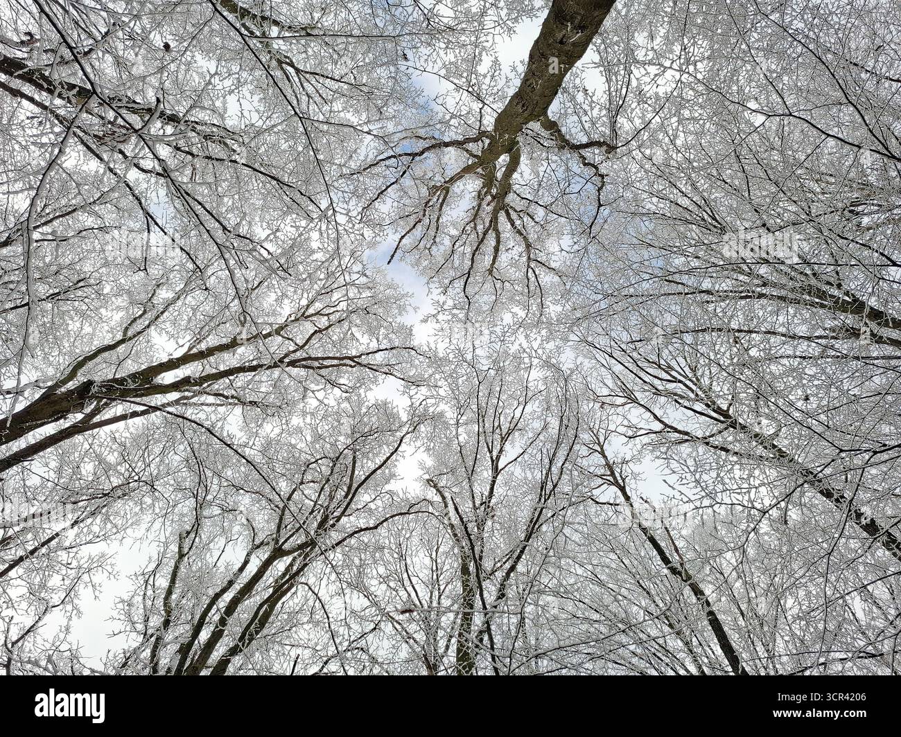 Snowy trees in a forest seen from below Stock Photo