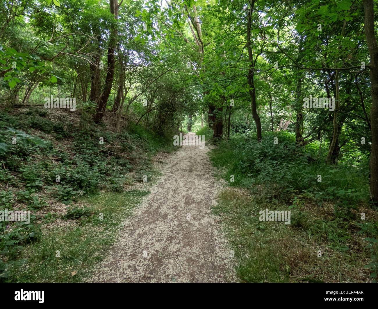 Empty dirt path leading through green forest with tall trees Stock Photo