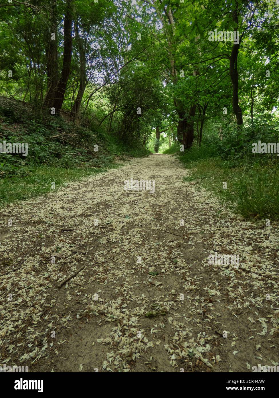 Empty dirt path through forest lined with tall green trees Stock Photo