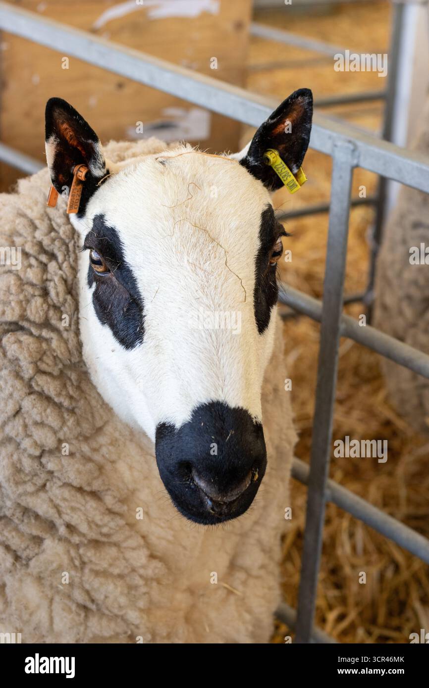 black and white heads of Kerry Hill sheep, a breed of domestic sheep at ...