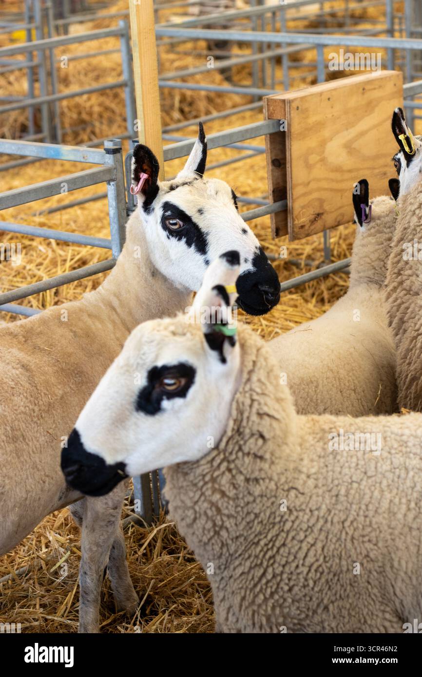 black and white heads of Kerry Hill sheep, a breed of domestic sheep at ...