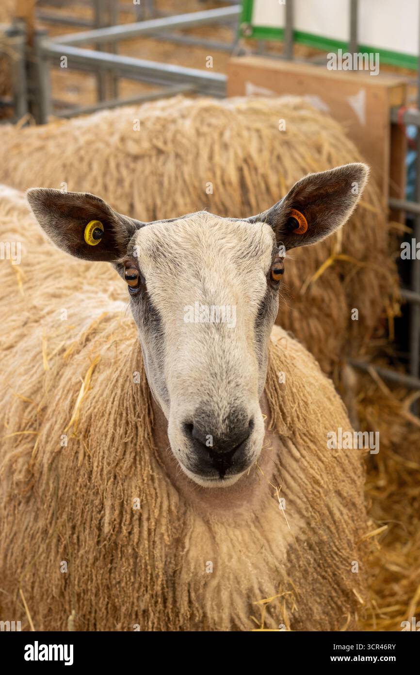 Bluefaced Leicester sheep at the Devon County Show - May 2025 in Exeter ...