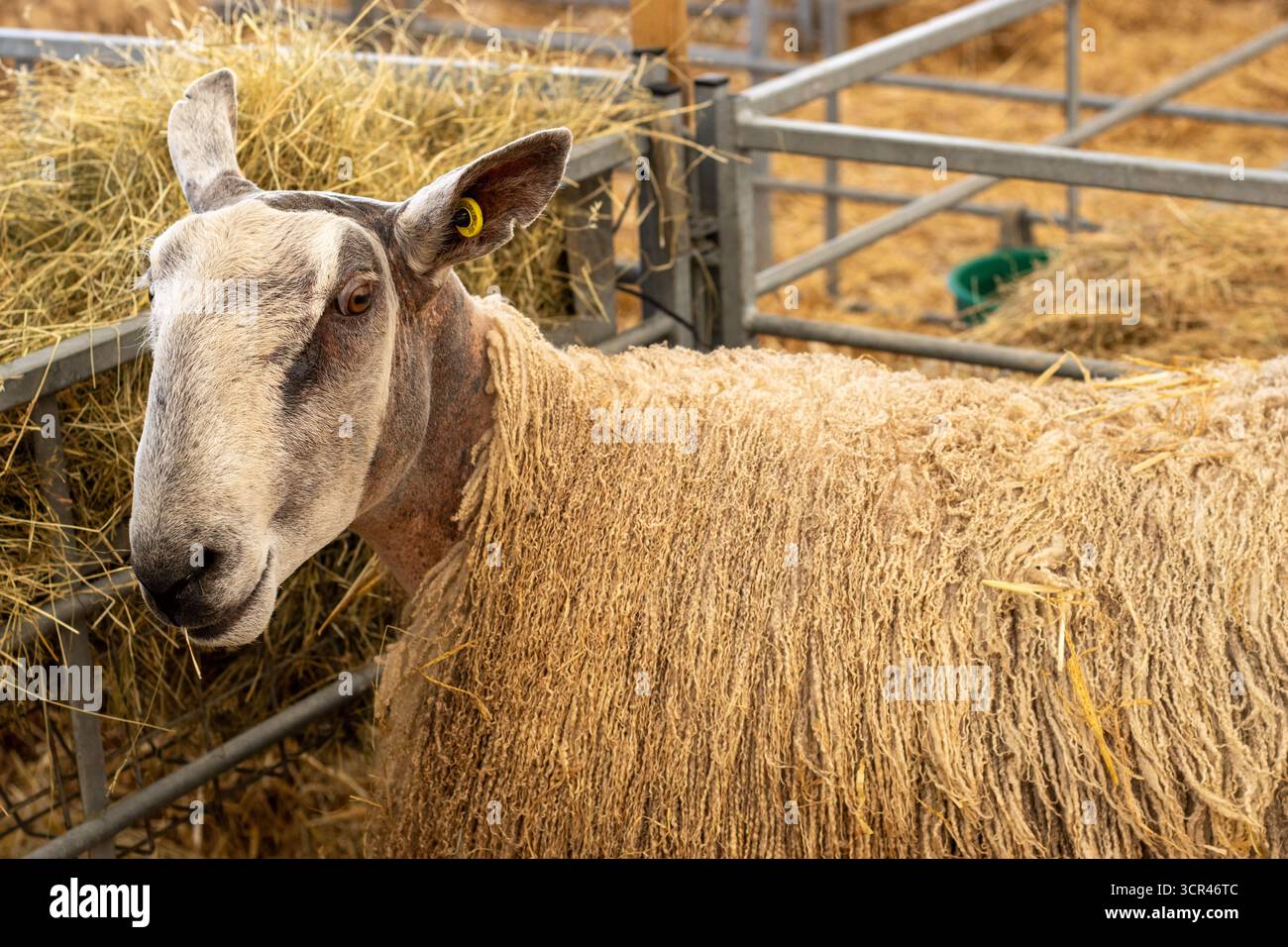 Bluefaced Leicester sheep at the Devon County Show - May 2025 in Exeter ...