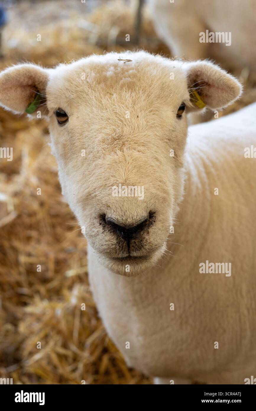 head of a Devon Closewool. A British breed of domestic sheep at the ...