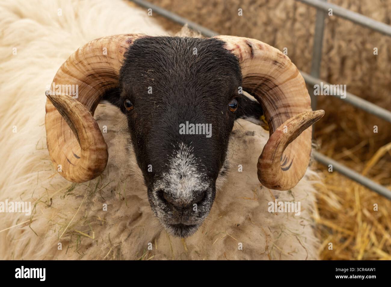 head of a male Scottish Blackface sheep at the Devon County Show - May ...