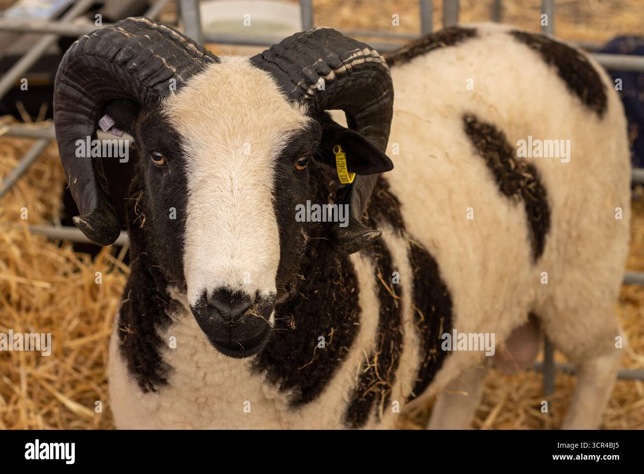 head of a single Jacob sheep. A British breed of domestic sheep at the ...
