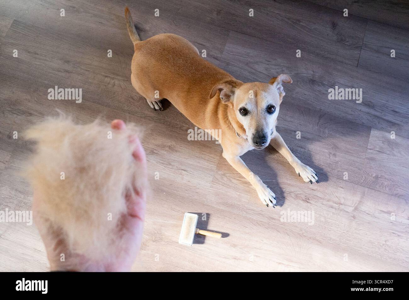 Pet owner holding clump of dog fur after grooming session with small brush and dog Stock Photo