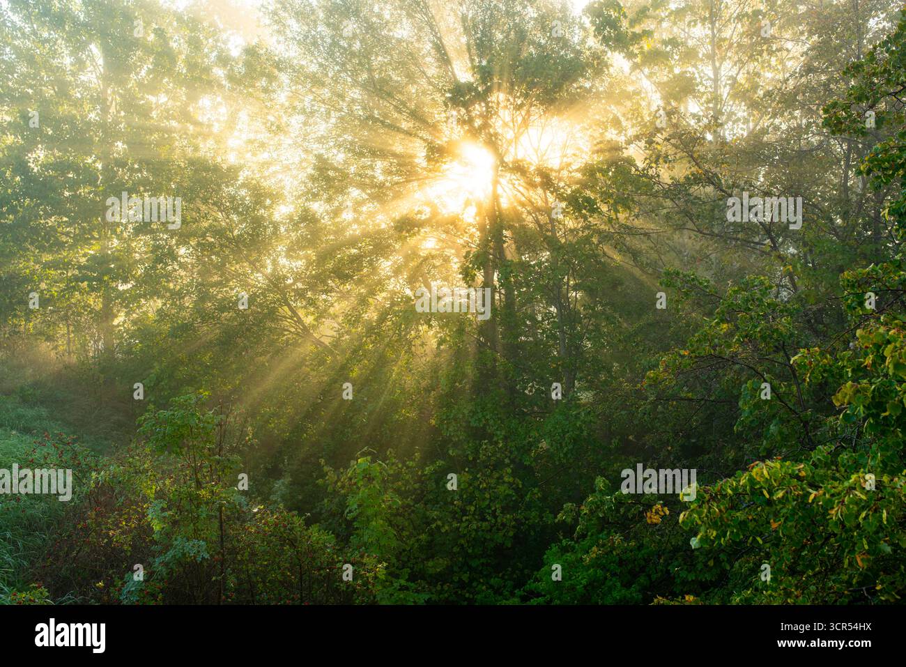 Sun rays are streaming through the trees. Early morning. Stock Photo