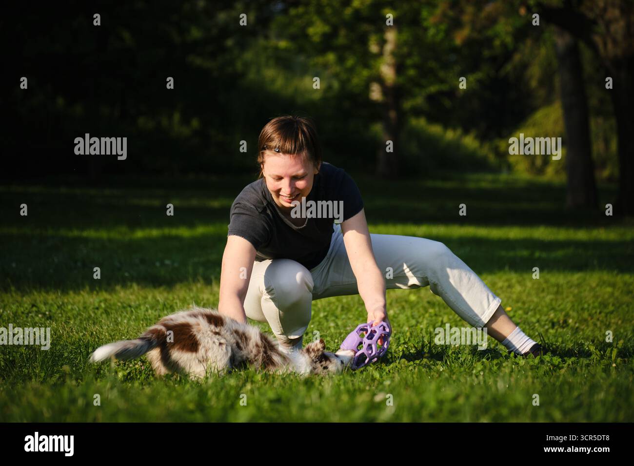 Young woman and red merle Border Collie puppy play tug of war with ...