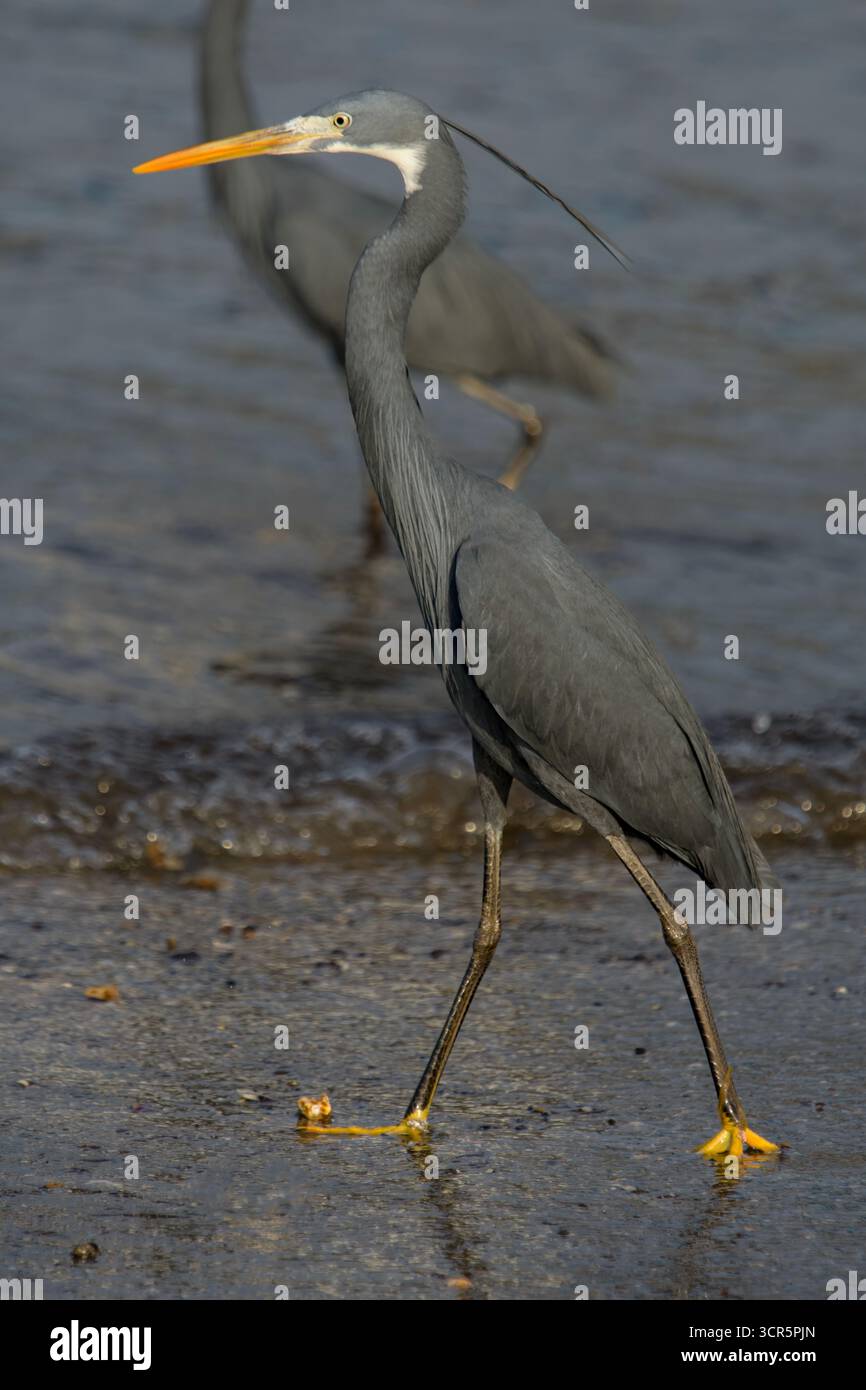 Western Reef Egret or Egretta gularis at Arnala Jetty Maharashtra Stock Photo