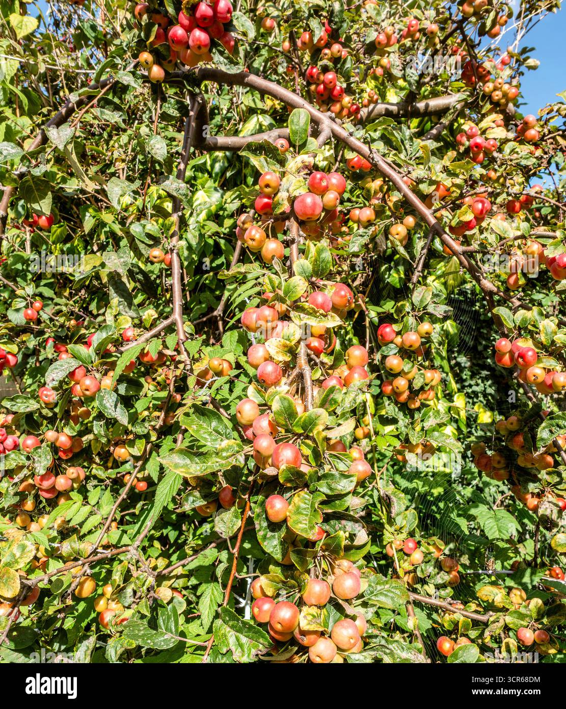 Crab apple tree (Malus ‘Red Sentinel’) with branches full of small red fruit in autumn, ornamental garden tree laden with clusters of apples. Stock Photo