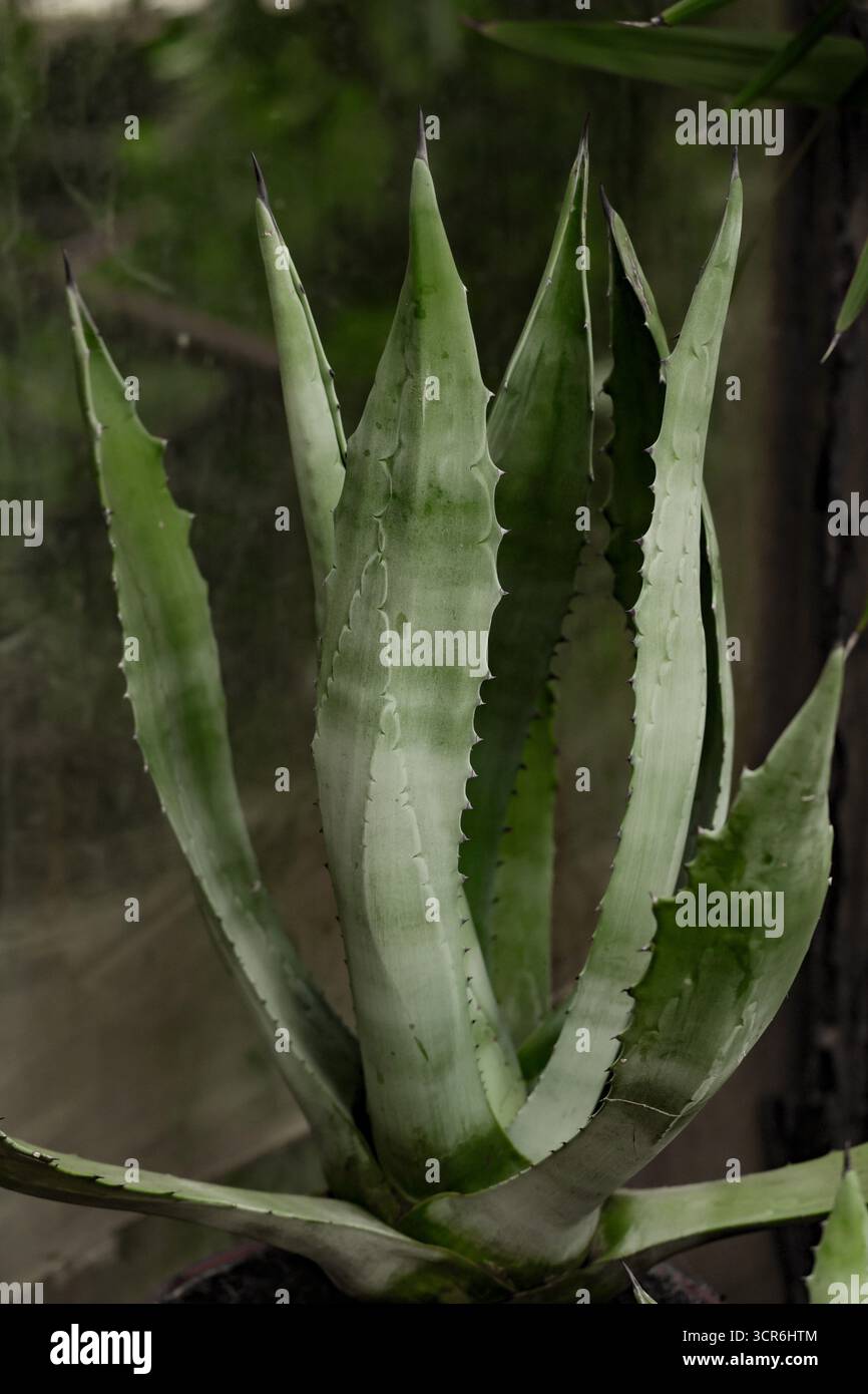 giant zz plant 6-8ft ZZ Plant – Dahing Plants