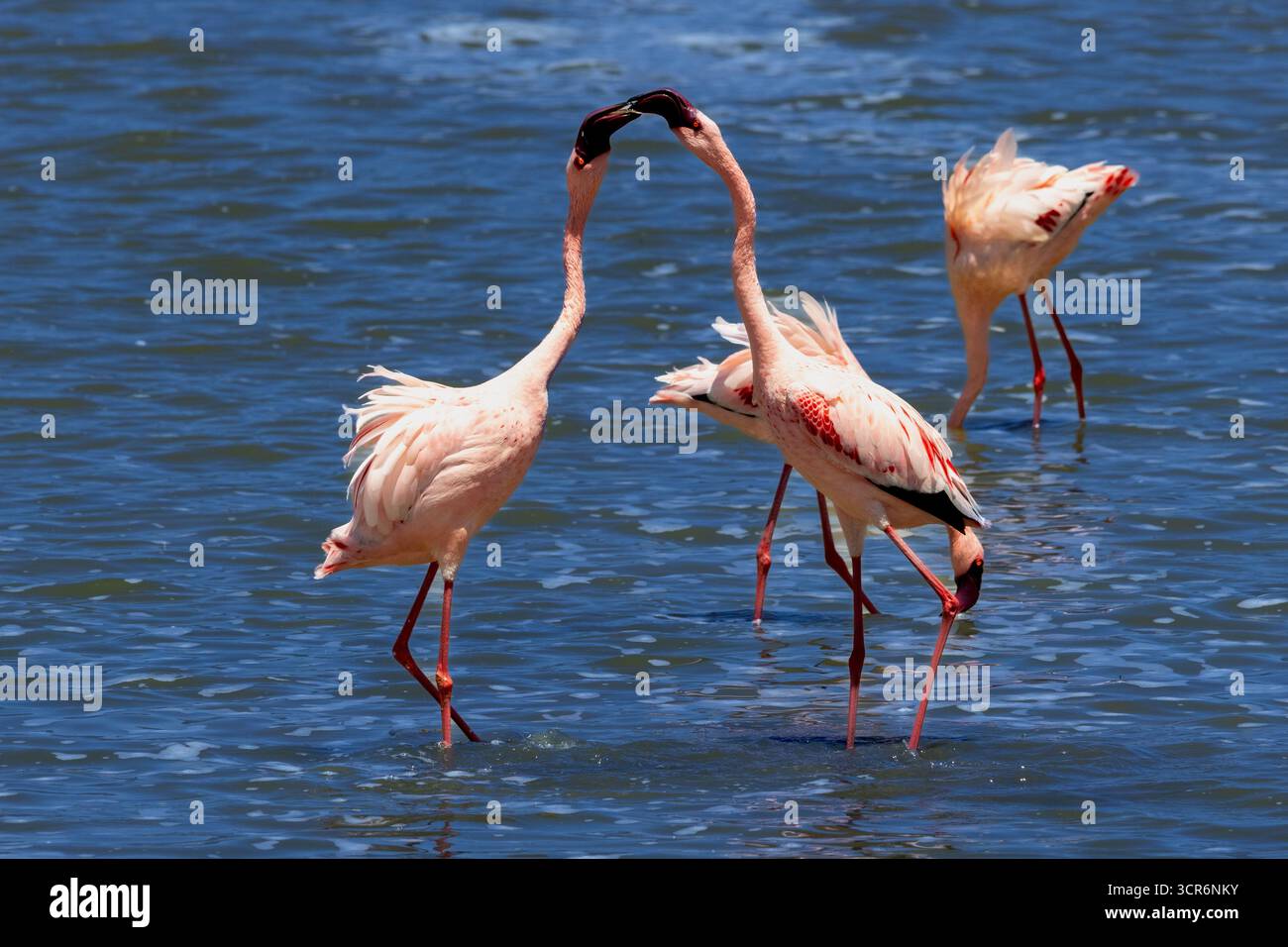 Greater Flamingos aggressively fighting with beaks interlocked in the shallow water of the Ngorongoro Crater Stock Photo