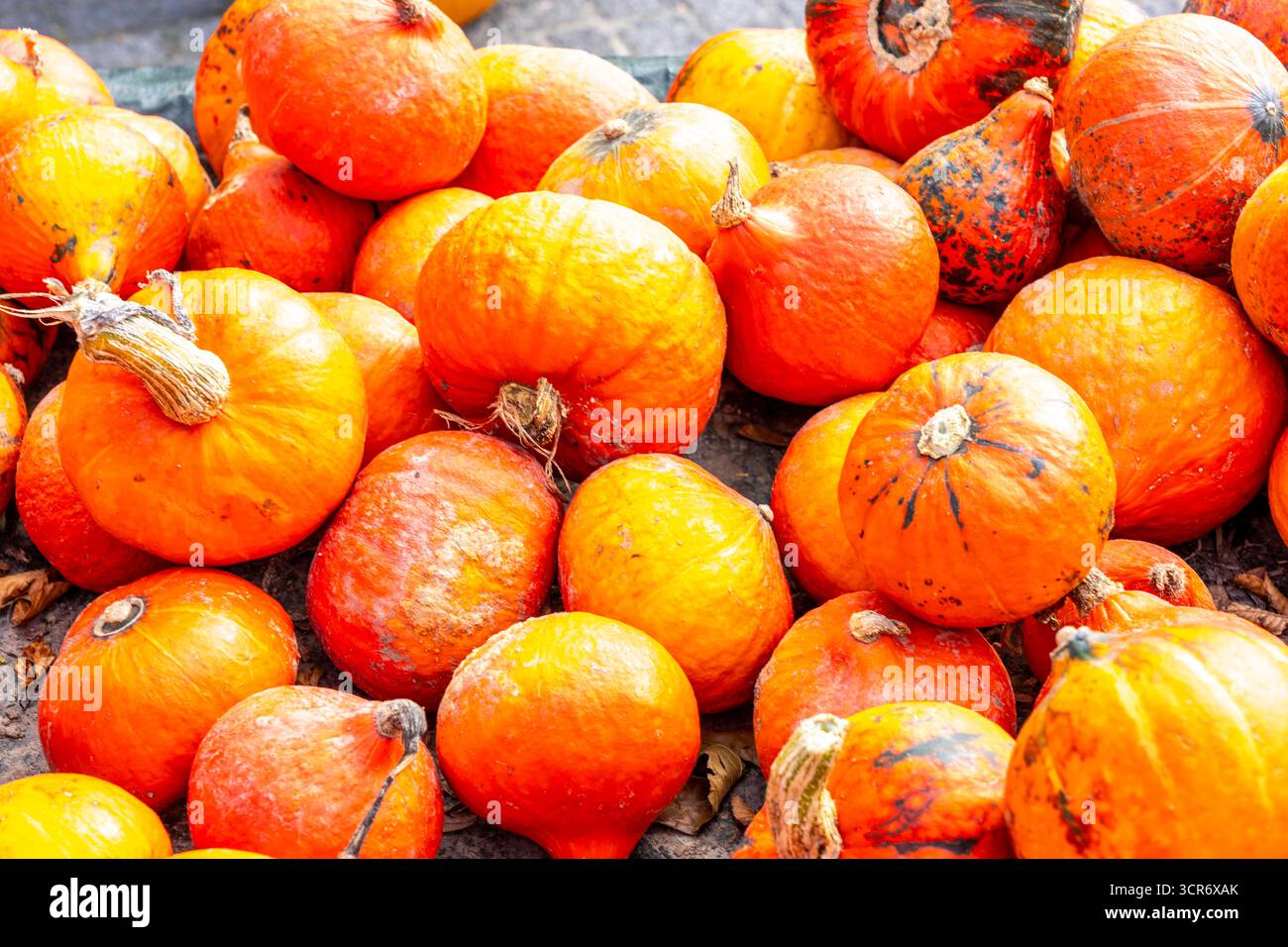 Hokkaido Kürbisse, auf einem Bauernhof Markt, im Herbst, Küribs ...