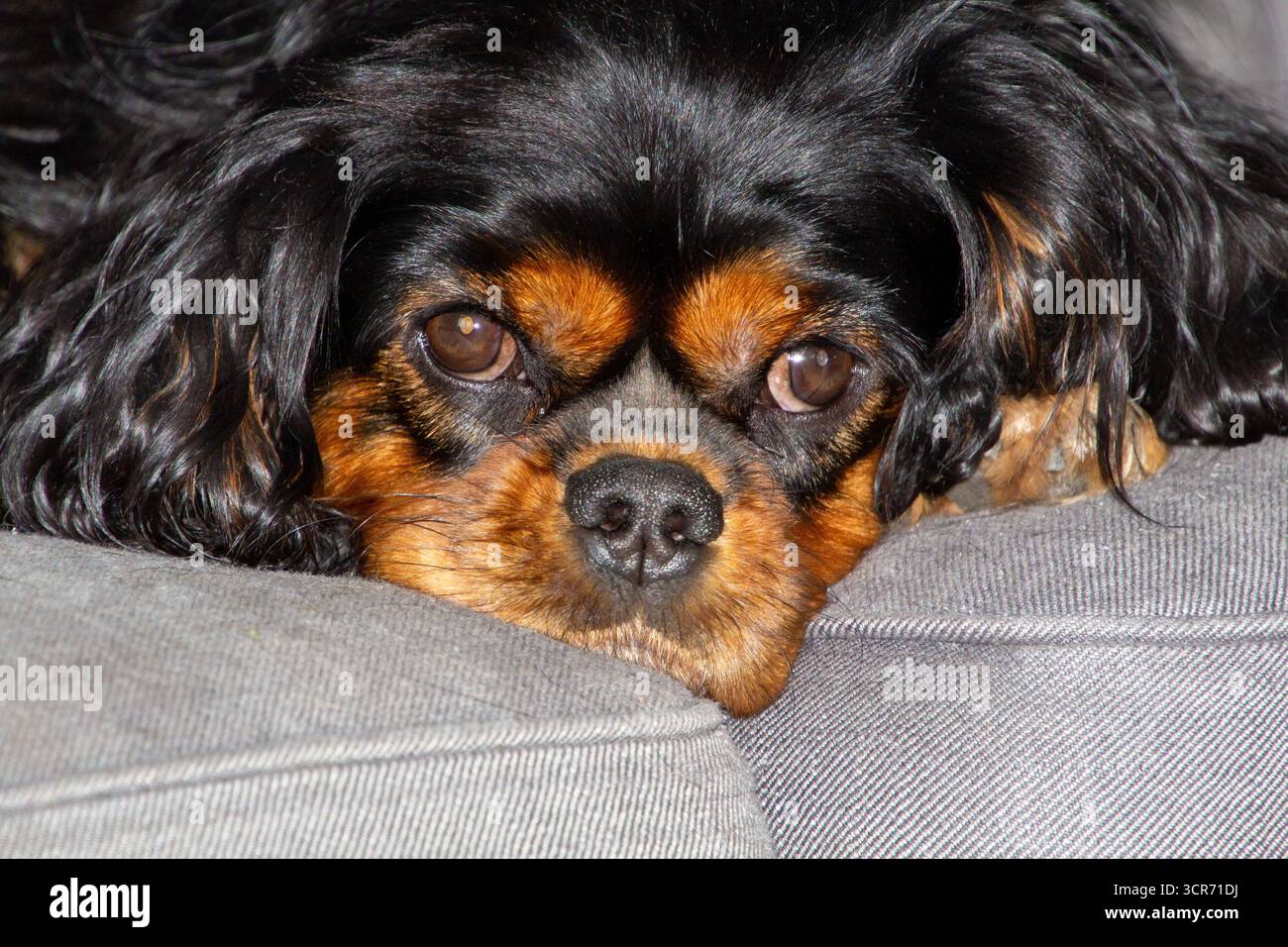 Charming king charles spaniel, lying on the couch Stock Photo