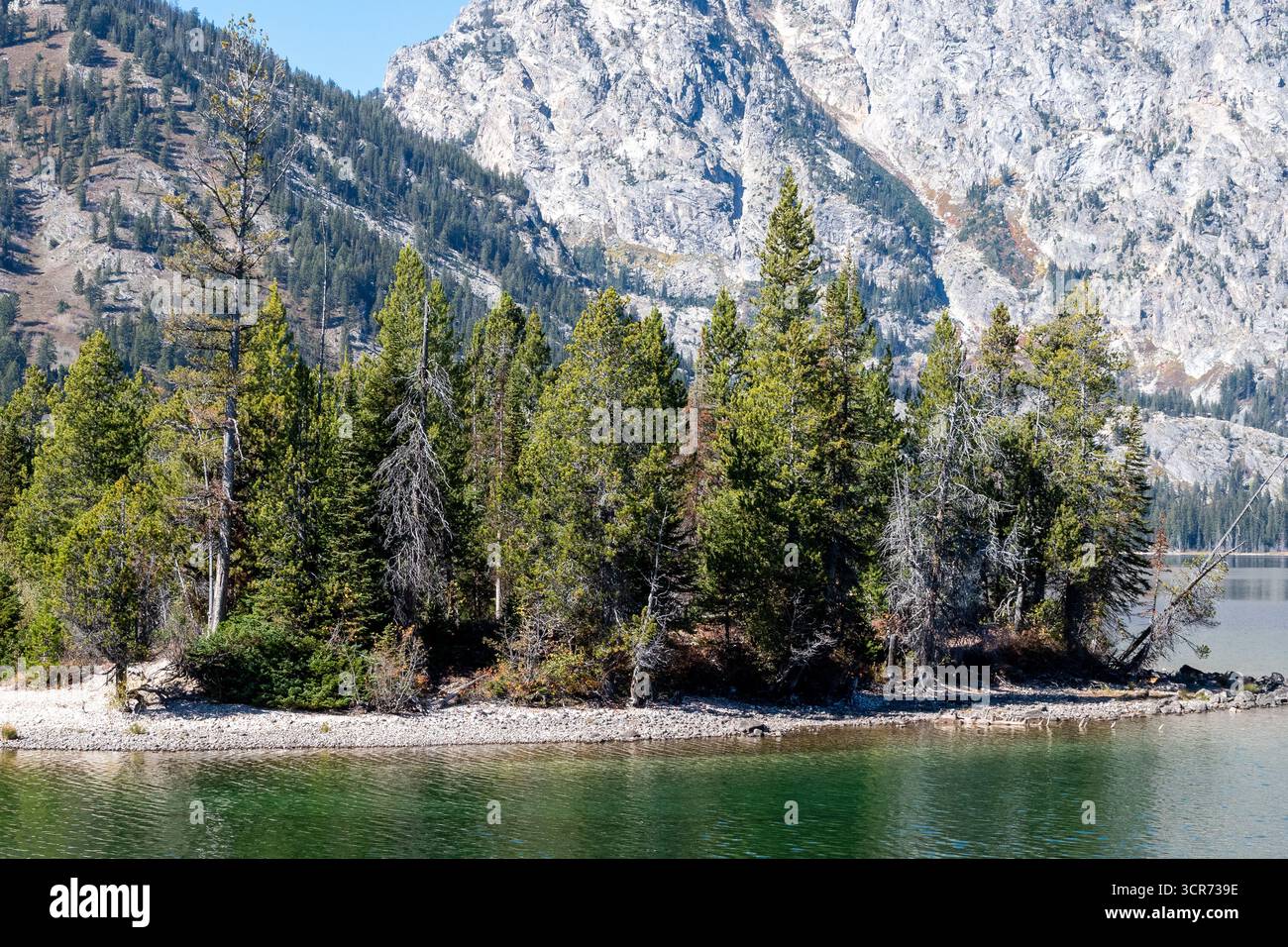 A peninsula of pine trees in Jenny Lake with the Teton Range of the Rocky Mountains in the background in Grand Teton National Park Stock Photo
